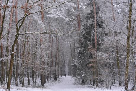 Pięknie i niebezpiecznie - drzewa łamią się pod naporem śniegu!