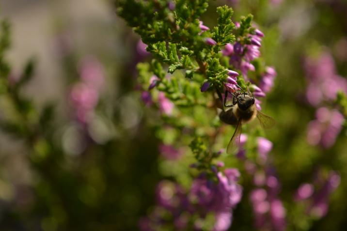 Pszczoła&#x20;zbierająca&#x20;nektar&#x20;i&#x20;pyłek&#x20;z&#x20;wrzosu&#x20;fot&#x2e;&#x20;A&#x2e;&#x20;Osińska