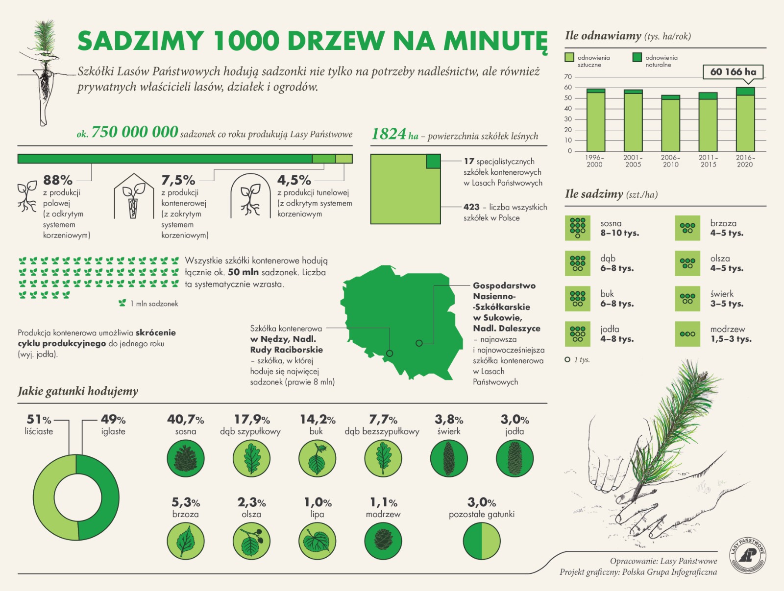 Infografika przedstawiająca informacje o ilości drzew sadzonych corocznie przez leśników - sadzimy 1000 drzew na minutę. Źródło Archiwum Lasów Państwowych