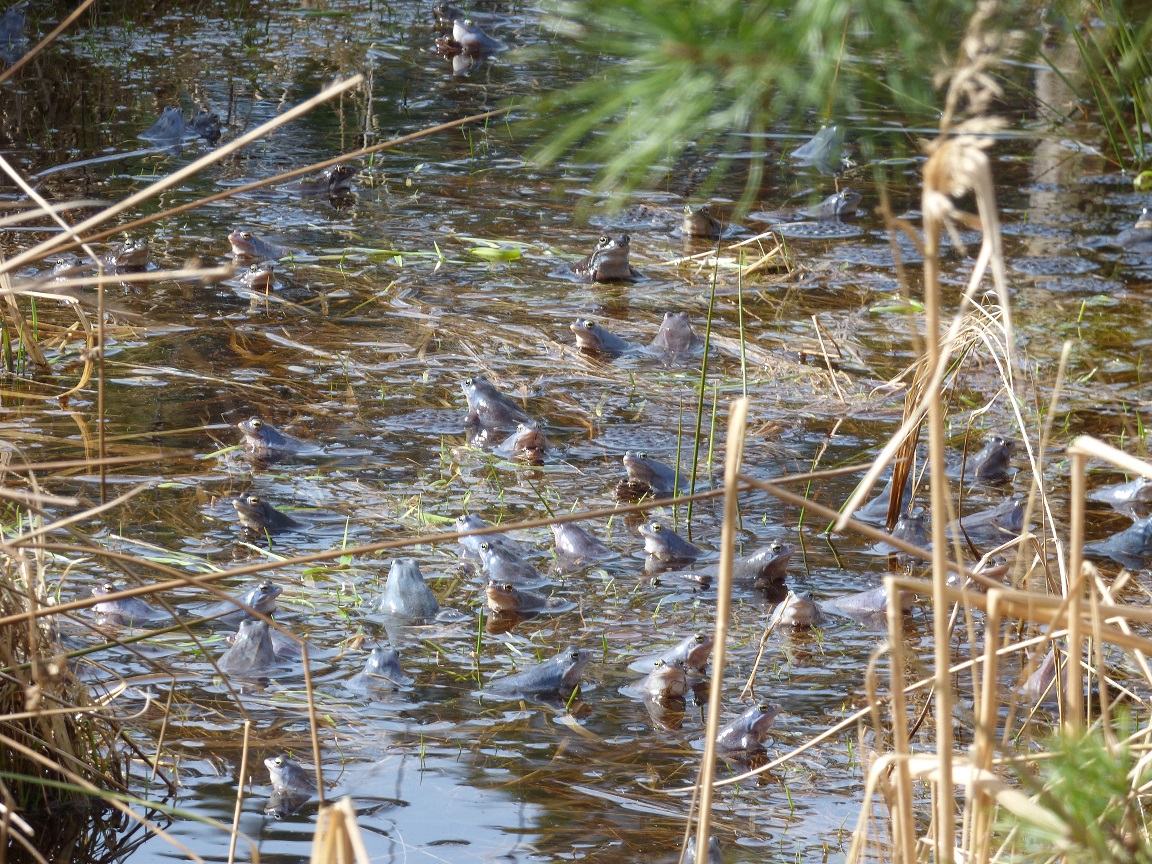 Zdjęcie przedstawia niewielki zbiornik wodny pełen samców żaby moczarowej w okresie godowym. Fot. Przemysław Świerblewski (Nadleśnictwo Krotoszyn)