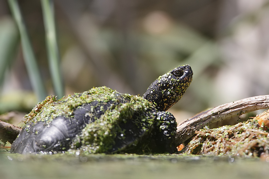 Zdjęcie przedstawia żółwia błotnego wychodzącego z wody, pokrytego roślinnością wodną. Fot. Tomasz Skorupka. 