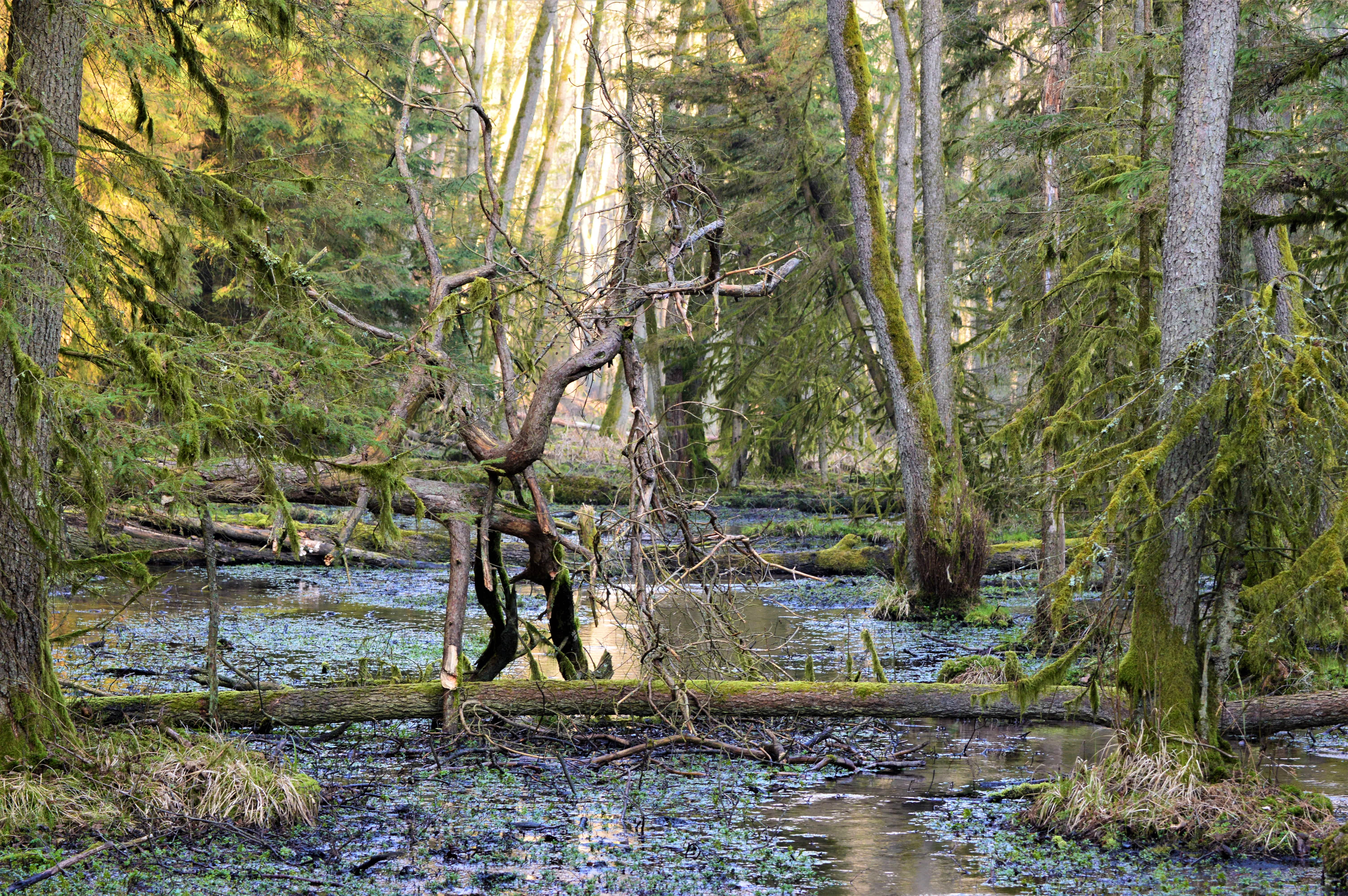 Zdjęcie przedstawia podmokły las z zalegającymi na jego dnie konarami. Fot. Roman Tomczak (Nadleśnictwo Sieraków)